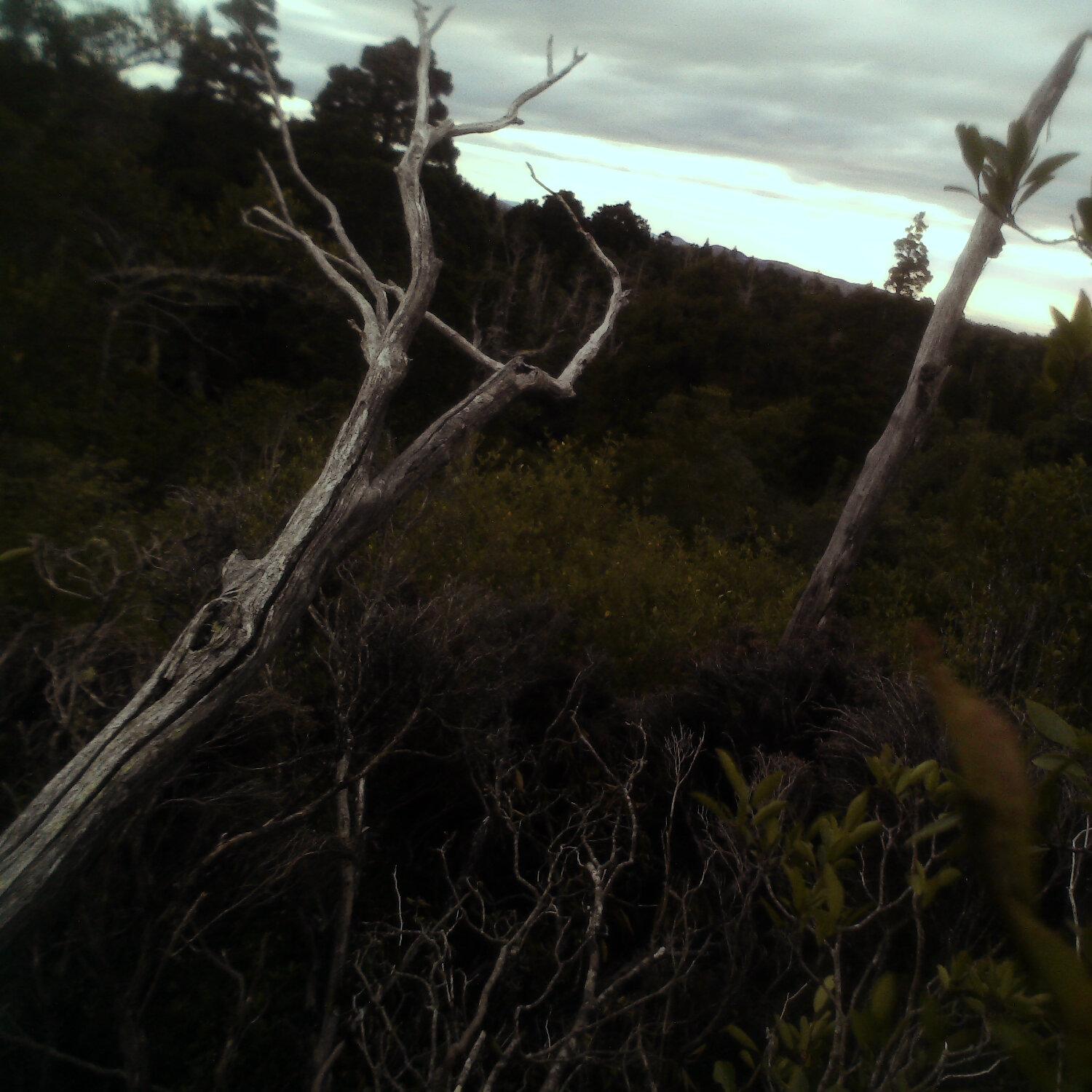 A photo captured from the webcam at the time the audio was recorded