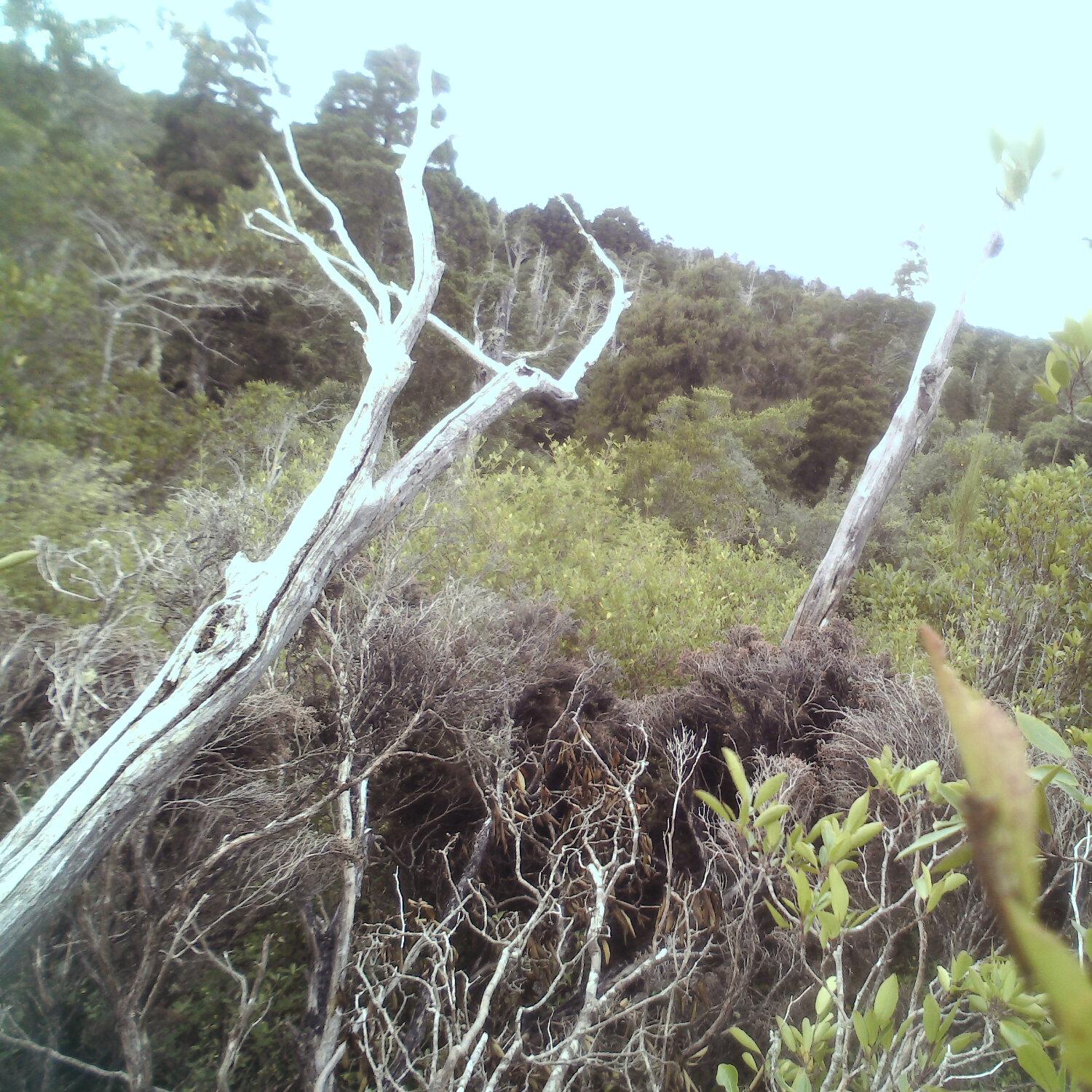 A photo captured from the webcam at the time the audio was recorded
