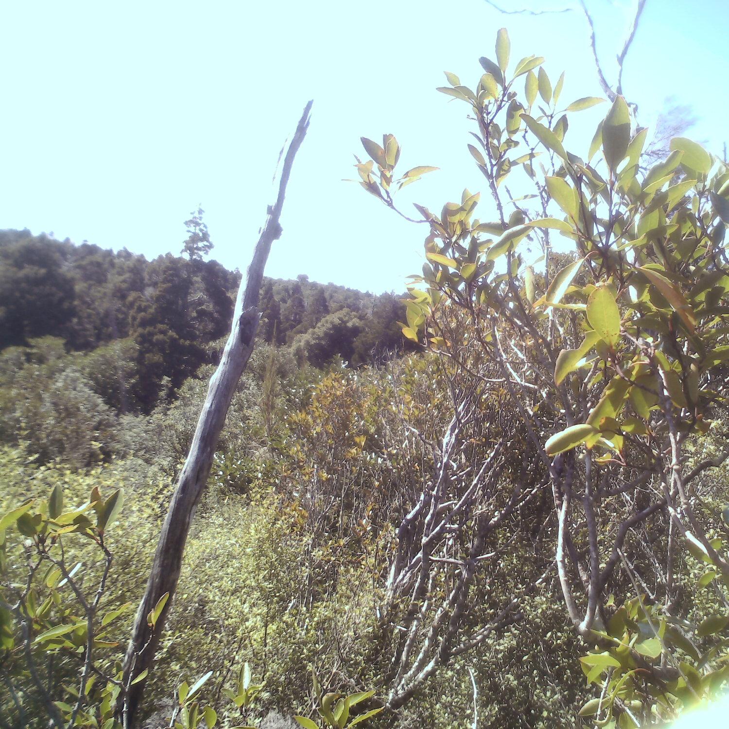 A photo captured from the webcam at the time the audio was recorded