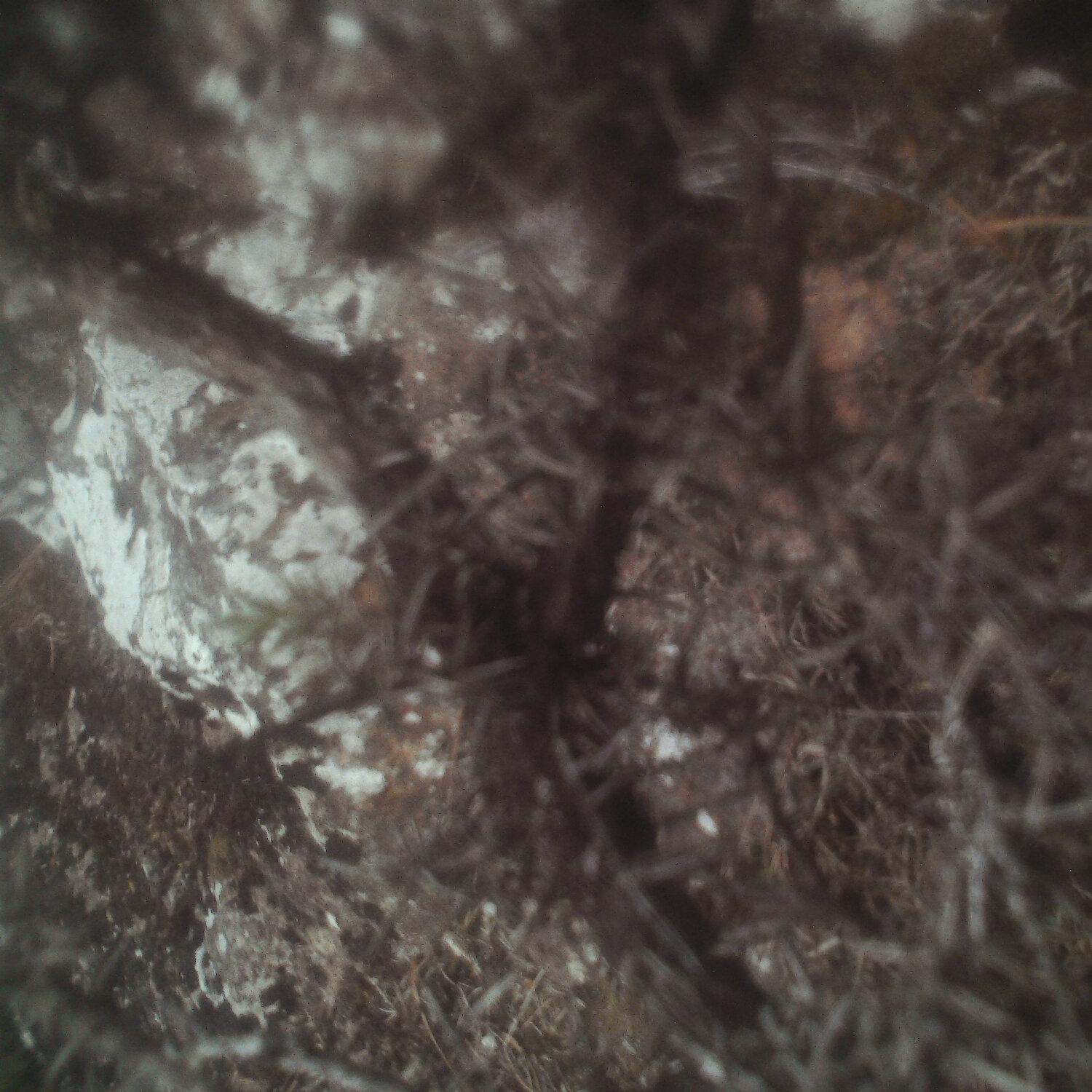 A photo captured from the webcam at the time the audio was recorded