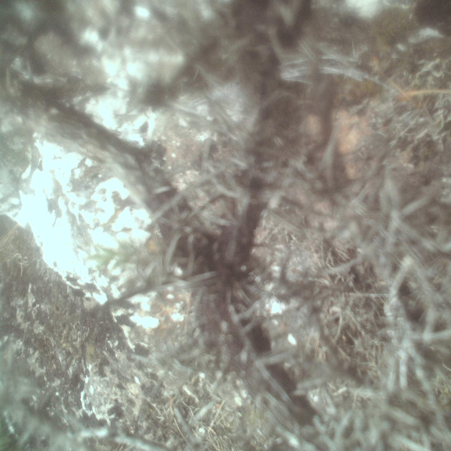 A photo captured from the webcam at the time the audio was recorded