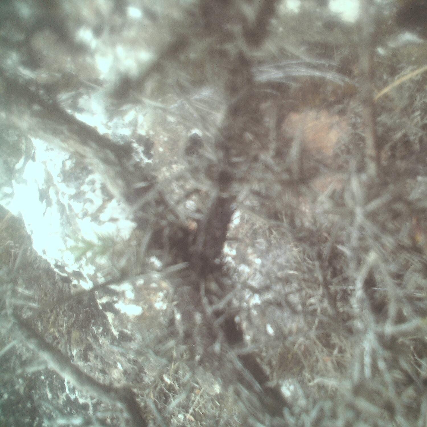 A photo captured from the webcam at the time the audio was recorded