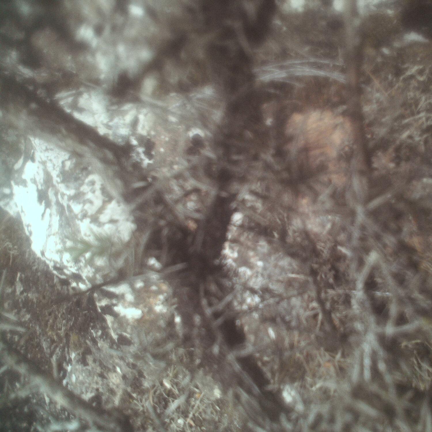 A photo captured from the webcam at the time the audio was recorded