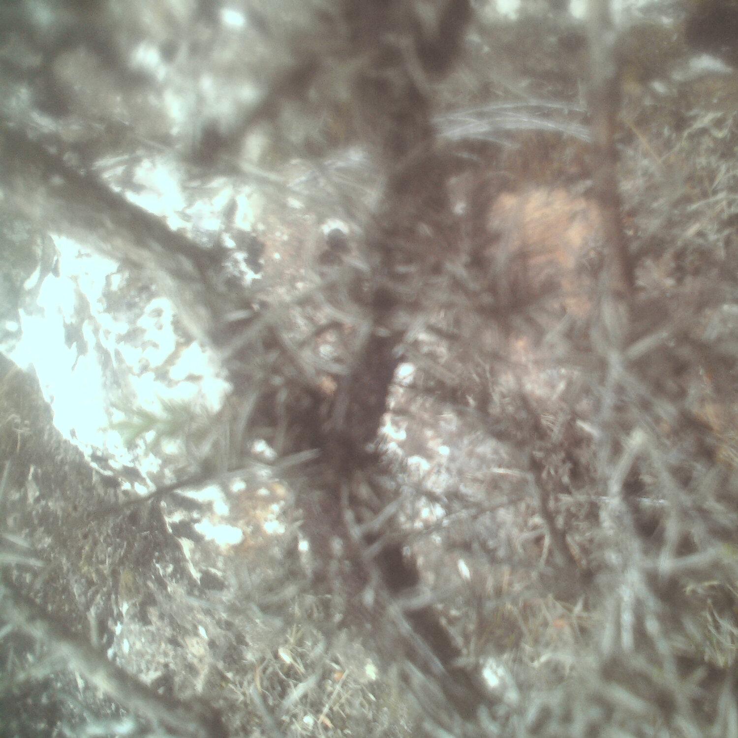 A photo captured from the webcam at the time the audio was recorded