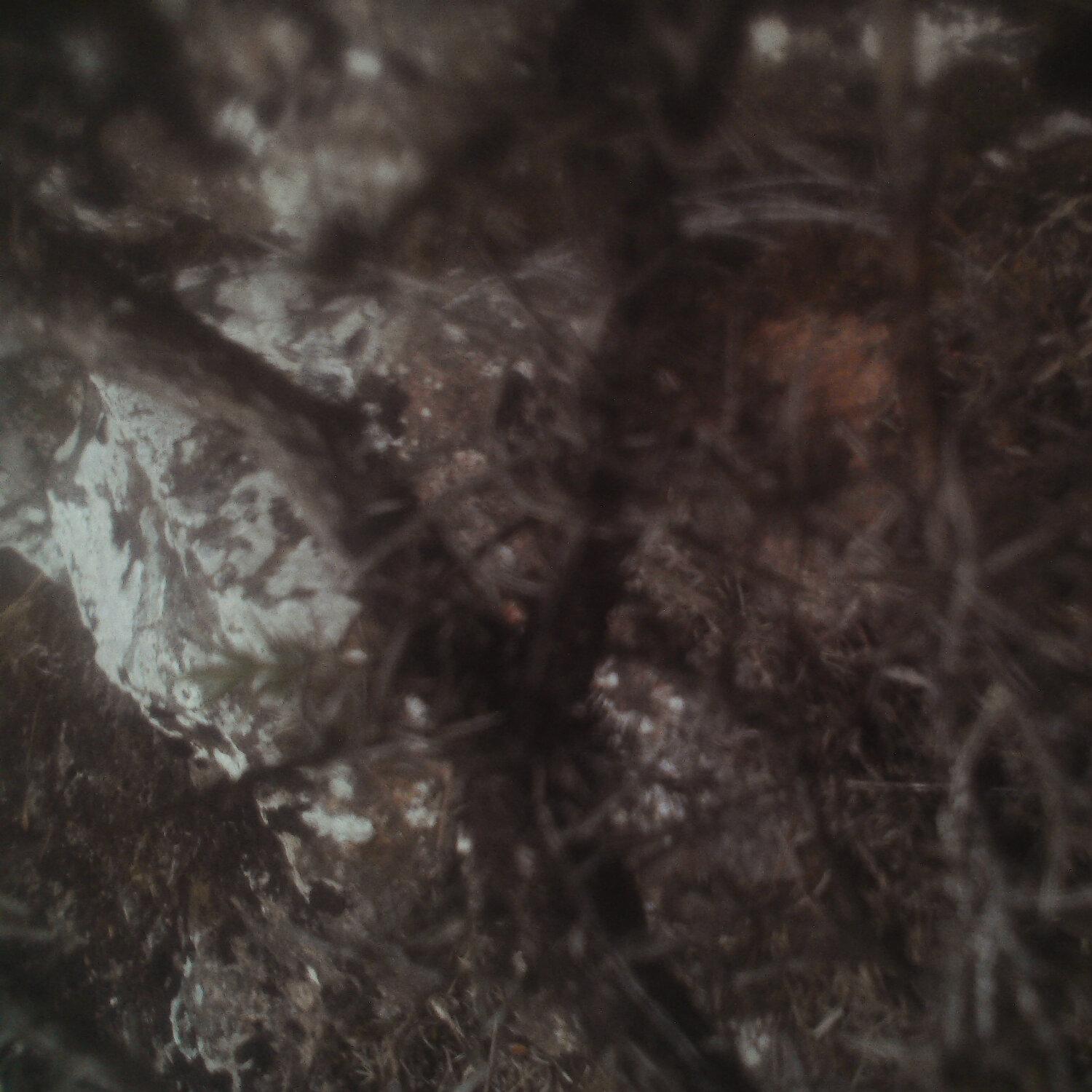 A photo captured from the webcam at the time the audio was recorded
