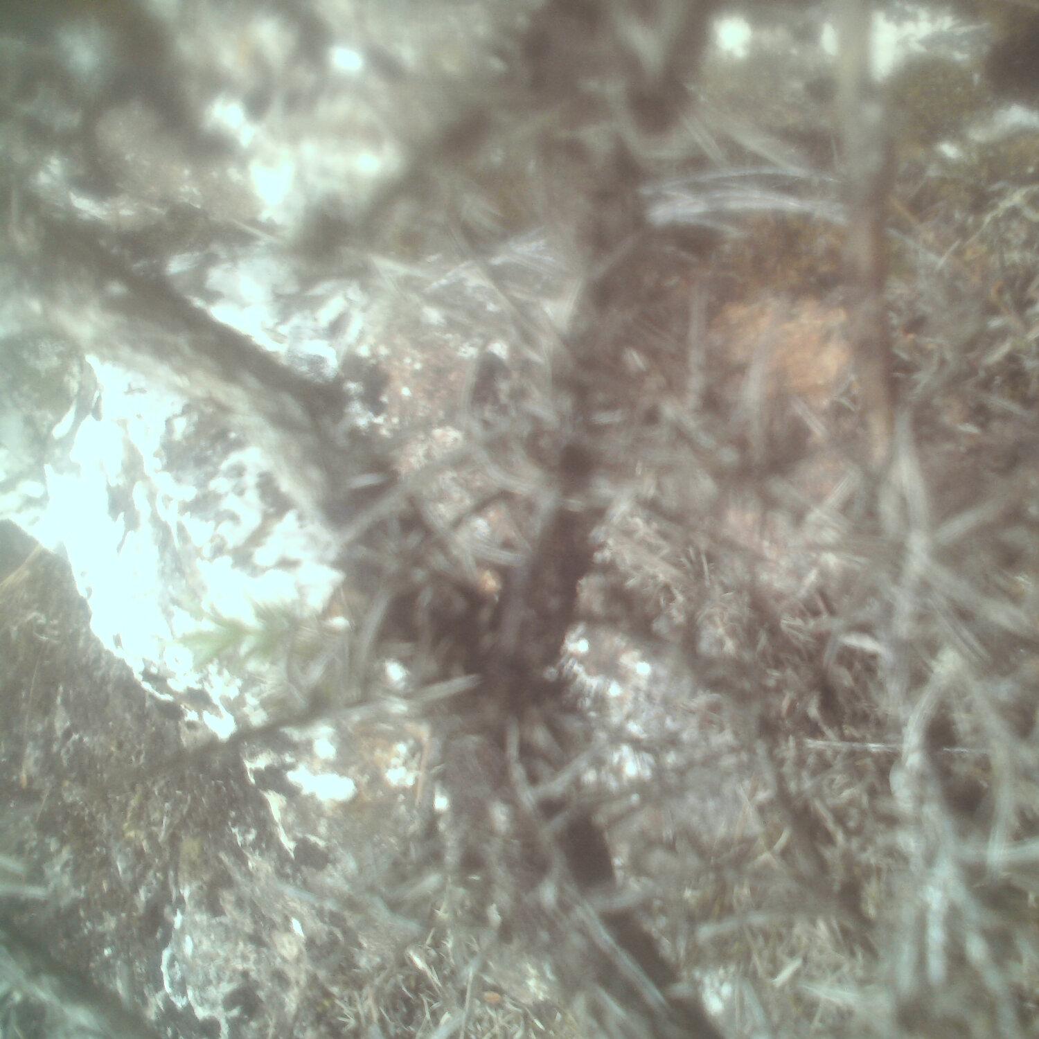 A photo captured from the webcam at the time the audio was recorded