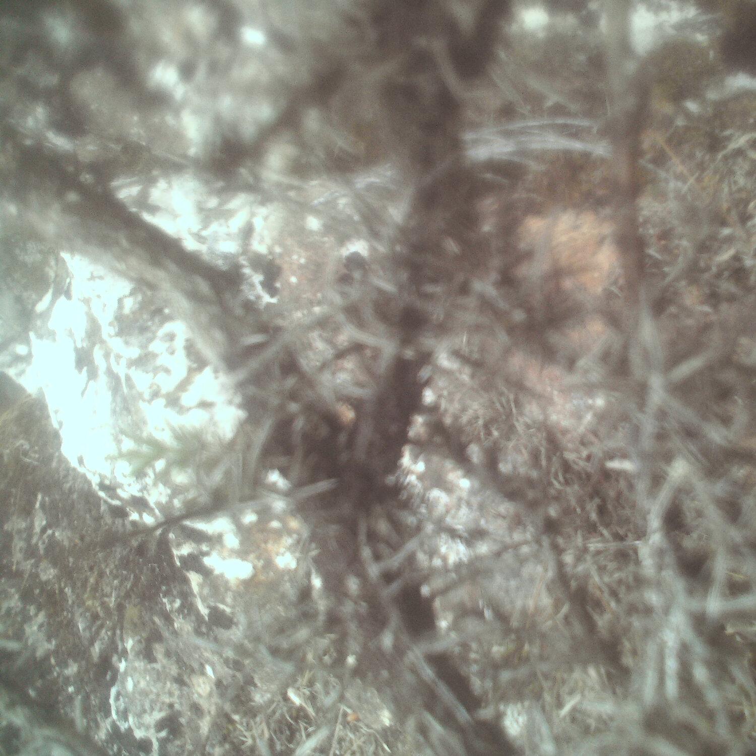 A photo captured from the webcam at the time the audio was recorded