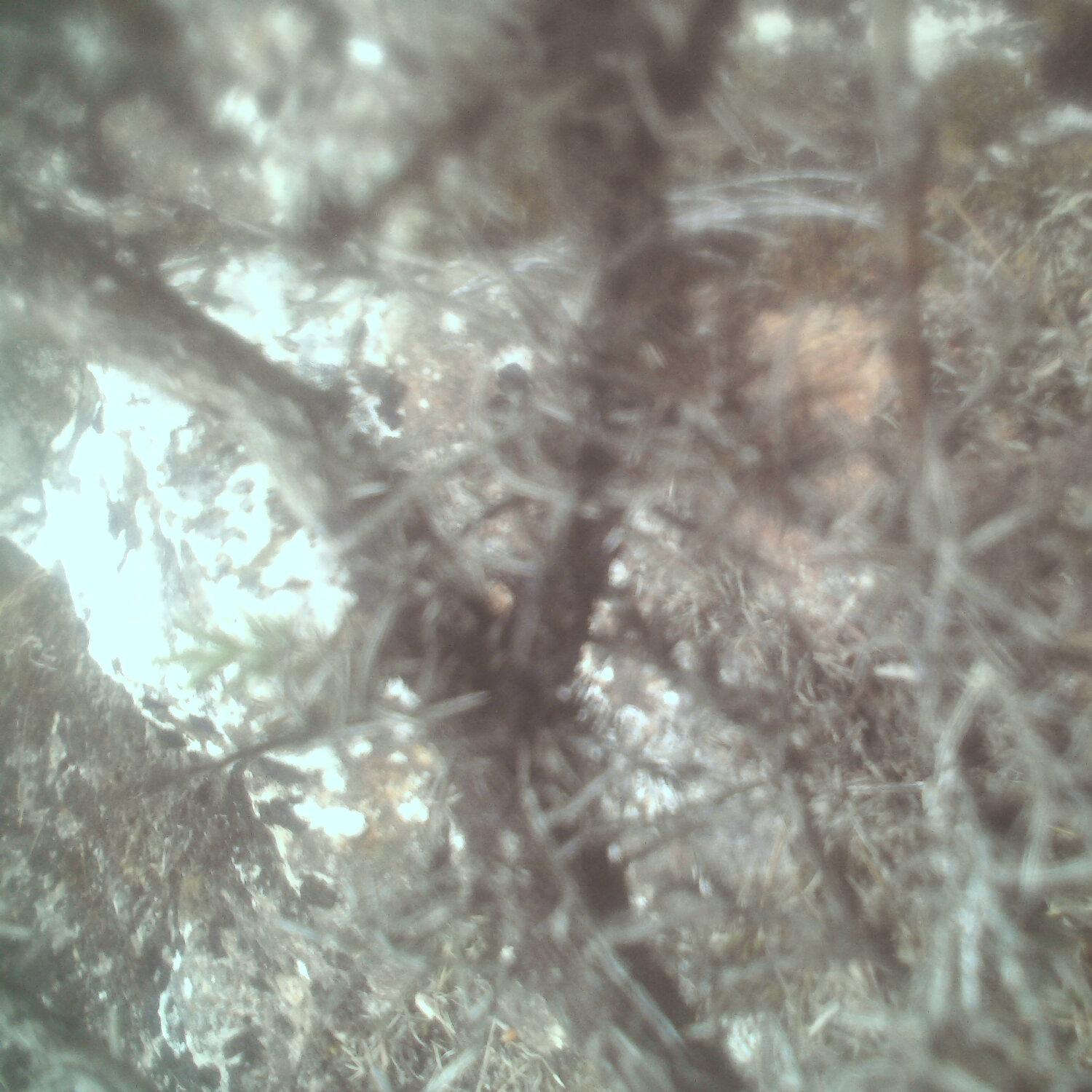 A photo captured from the webcam at the time the audio was recorded