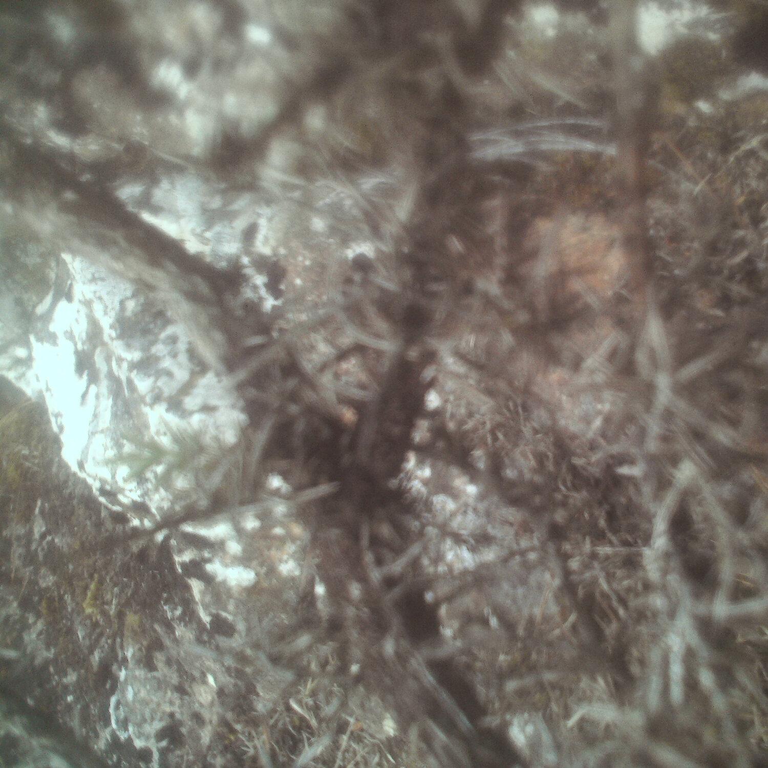 A photo captured from the webcam at the time the audio was recorded