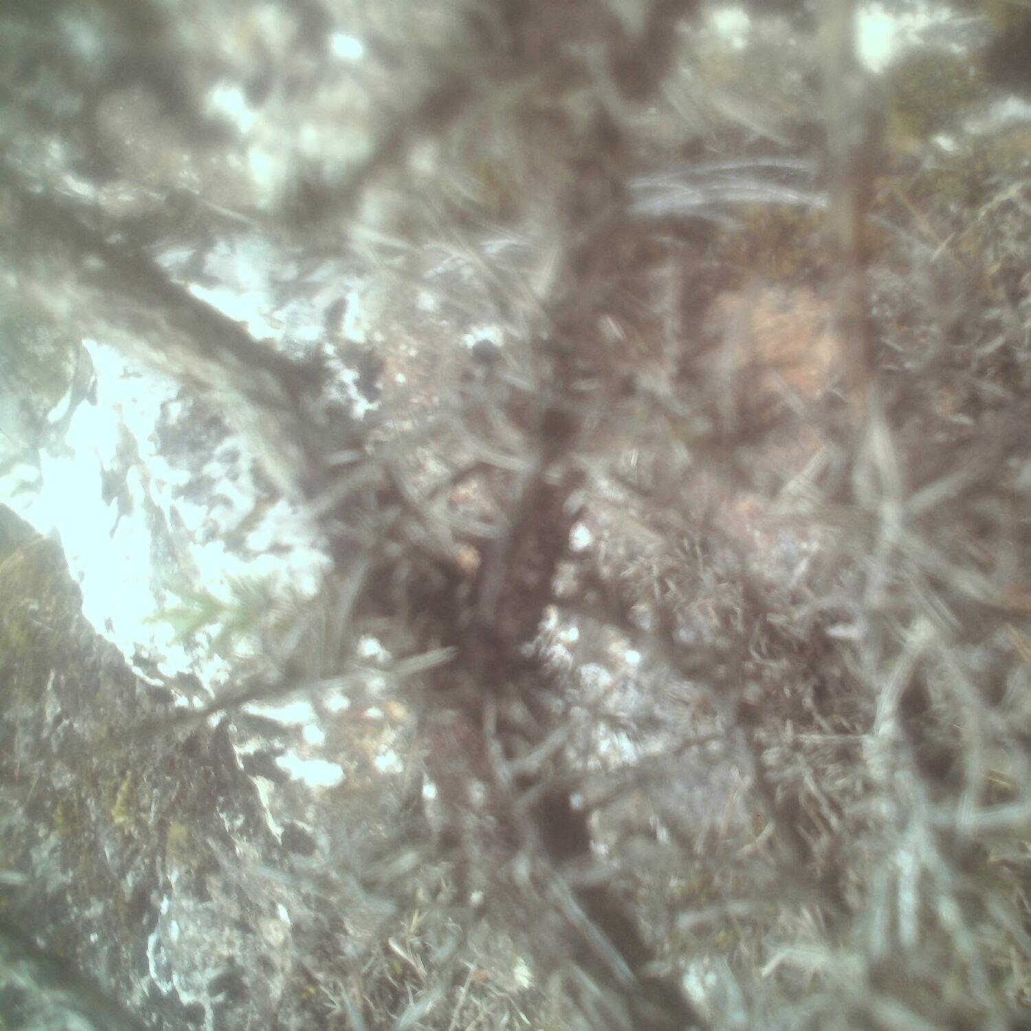 A photo captured from the webcam at the time the audio was recorded