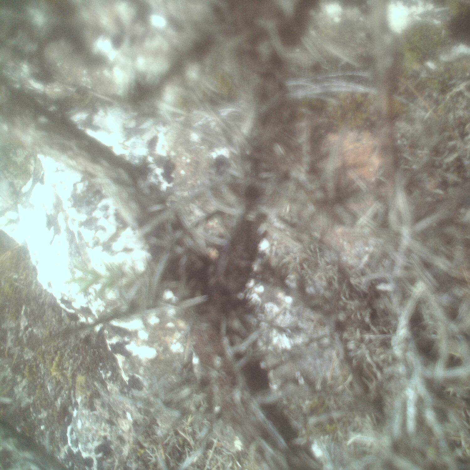 A photo captured from the webcam at the time the audio was recorded
